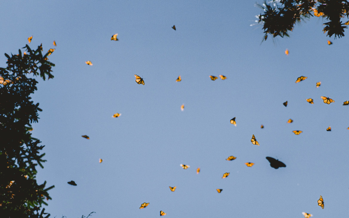 Mariposas. Foto: Unsplash.