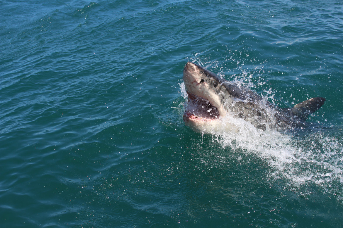 Tiburón. Foto: Unsplash.