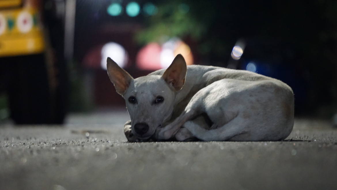 Perros de la calle. Foto Unsplash.