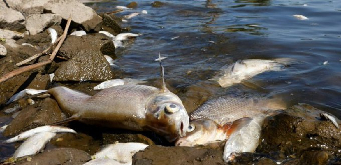 Peces muertos en Polonia. Foto: Twitter/@MedioNoticias