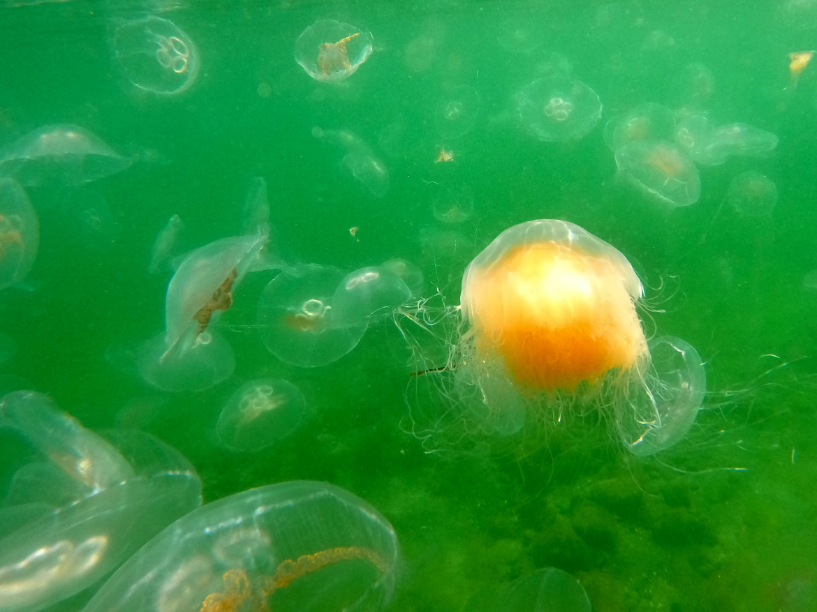 Medusas. Foto: Reuters.