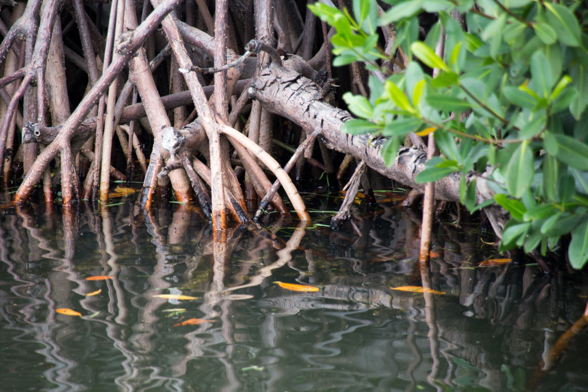 Manglar. Foto: Unsplash