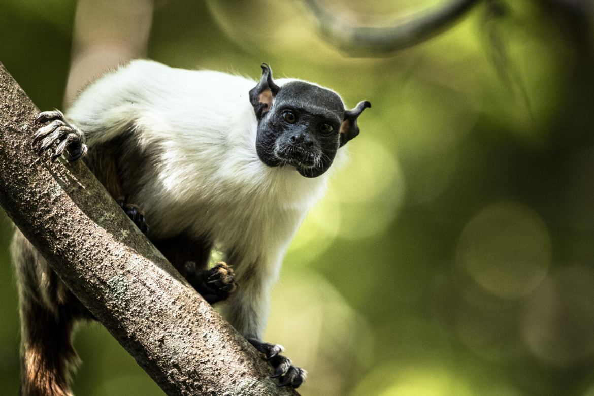 Primate. Foto: EFE.