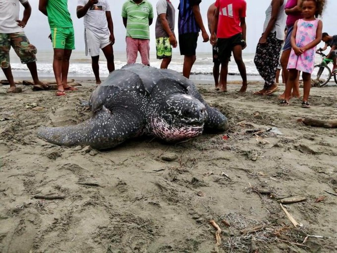 La tortuga Laud es una especie marina se encuentra en vía de extinción. Foto Twitter @AlvaroUribeVel.