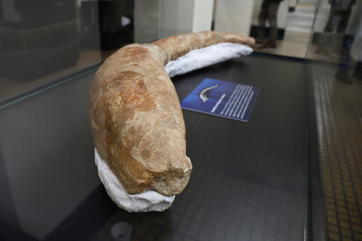 La ballena más pesada de la historia. Foto: Reuters.