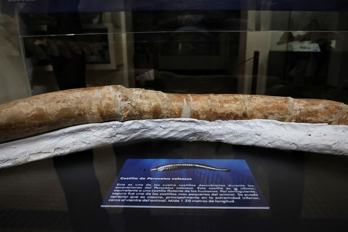 La ballena más pesada de la historia. Foto: Reuters.