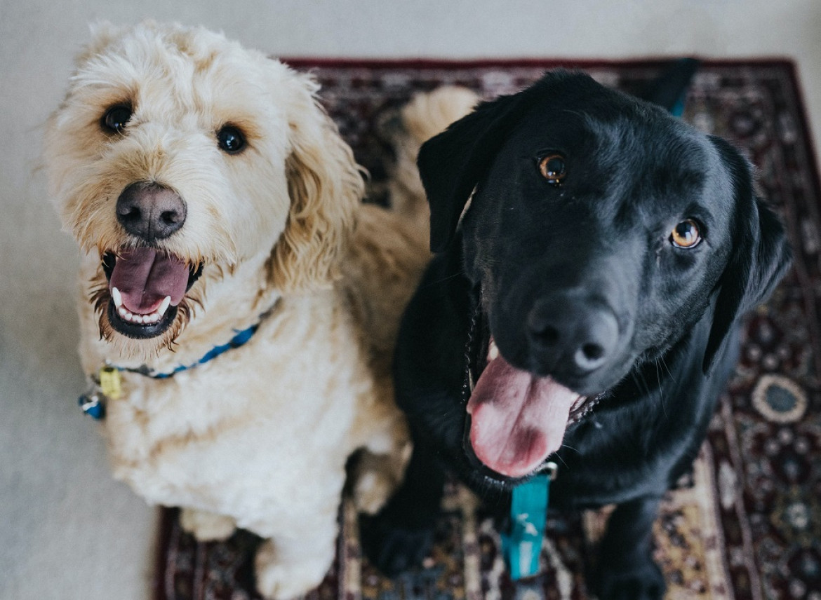 No todos los alimentos que forman parte del menú humano pueden ser ingeridos por los perros.  Foto: Unsplash.