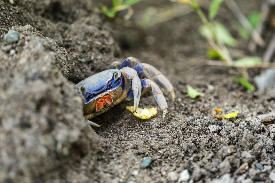 Cangrejo azul. Foto: Unsplash