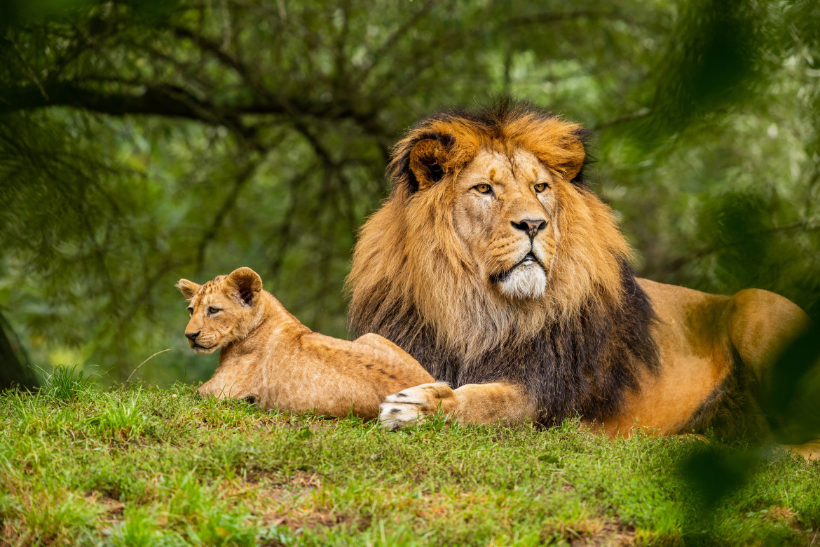 Actualmente quedan entre 20.000 y 30.000 animales de esta especie en todo el mundo. Foto: Unsplash.