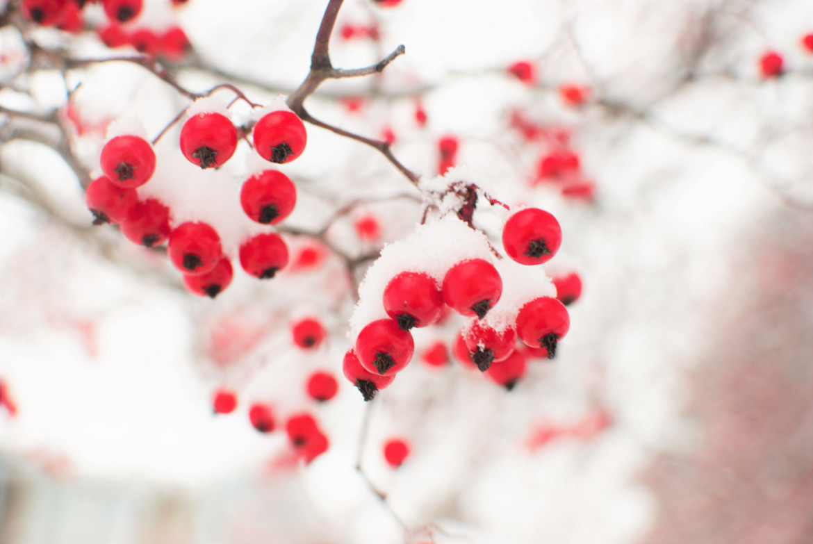 Bayas de goji. Foto: Unsplash