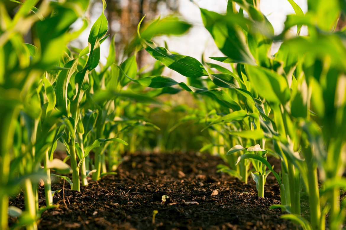 Agricultura. Foto: Unsplash