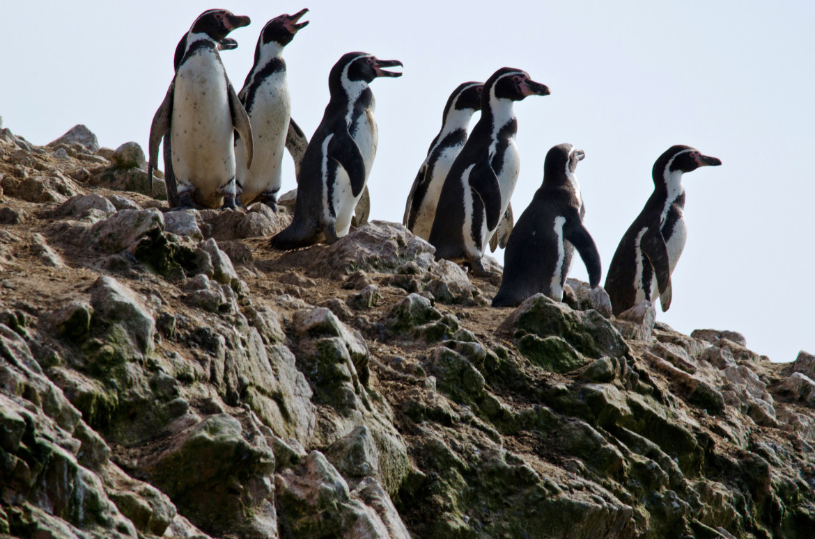 Pingüinos del Archipiélago de Humboldt. Foto: Reuters.