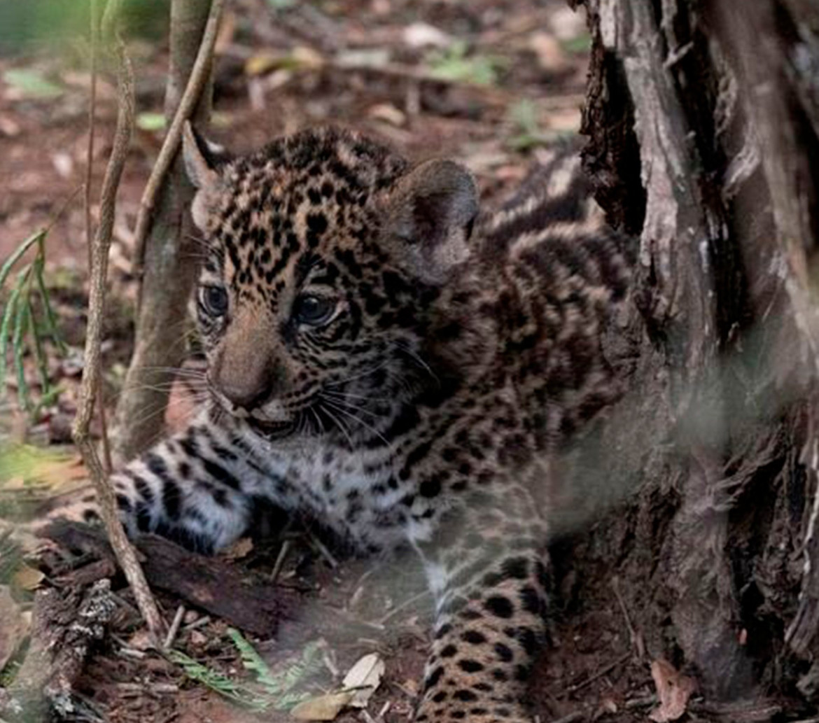 Yaguareté. Foto: Fundación Rewilding Argentina