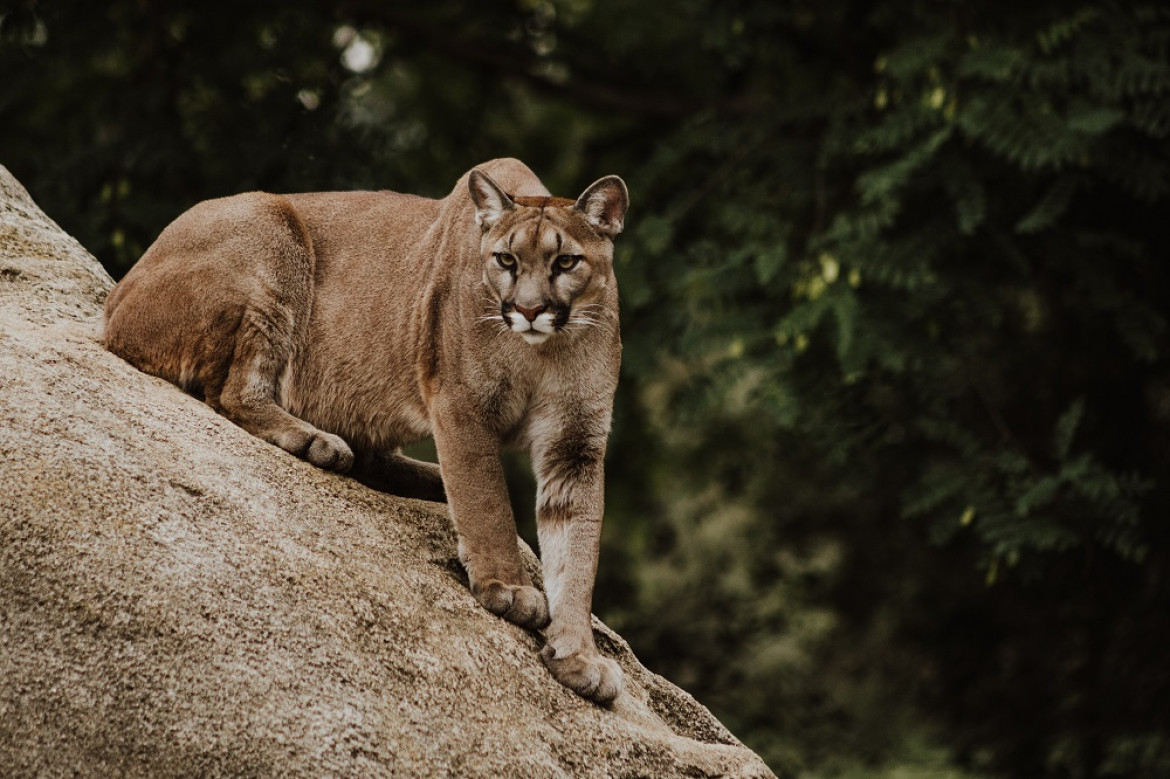 El puma es el felino salvaje más distribuido por América. Foto: Unsplash.