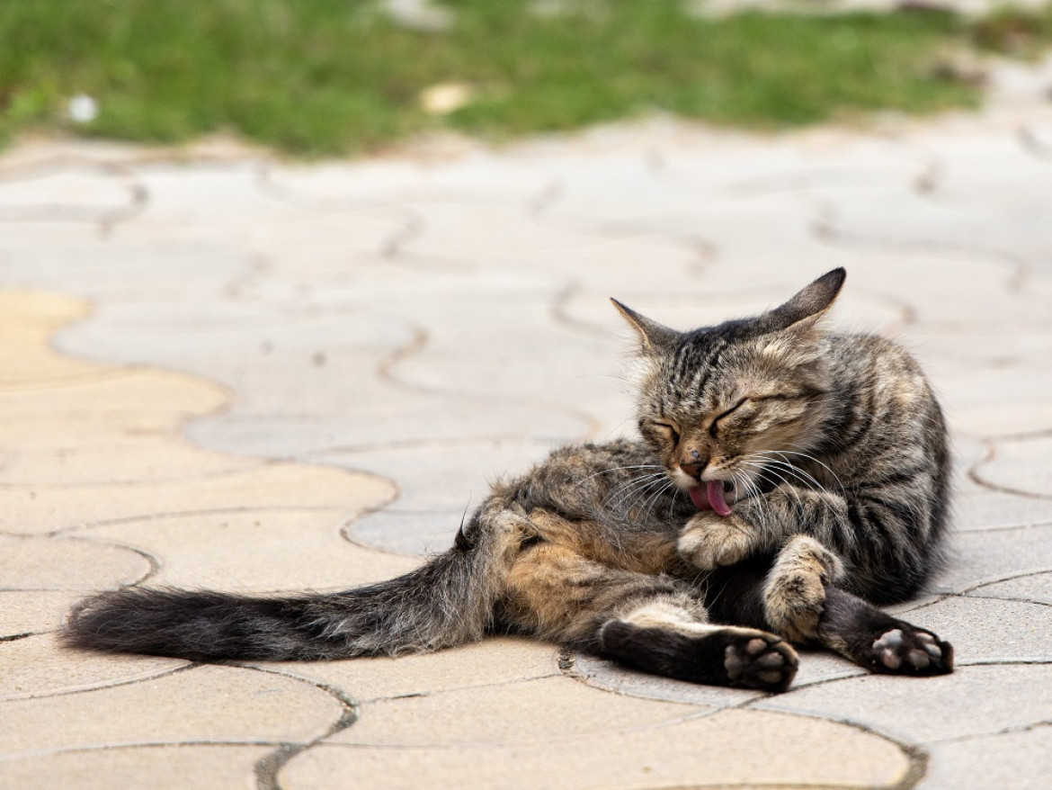 Según estudios, los gatos han estado con los humanos durante casi 10 mil años. Foto: Unsplash.