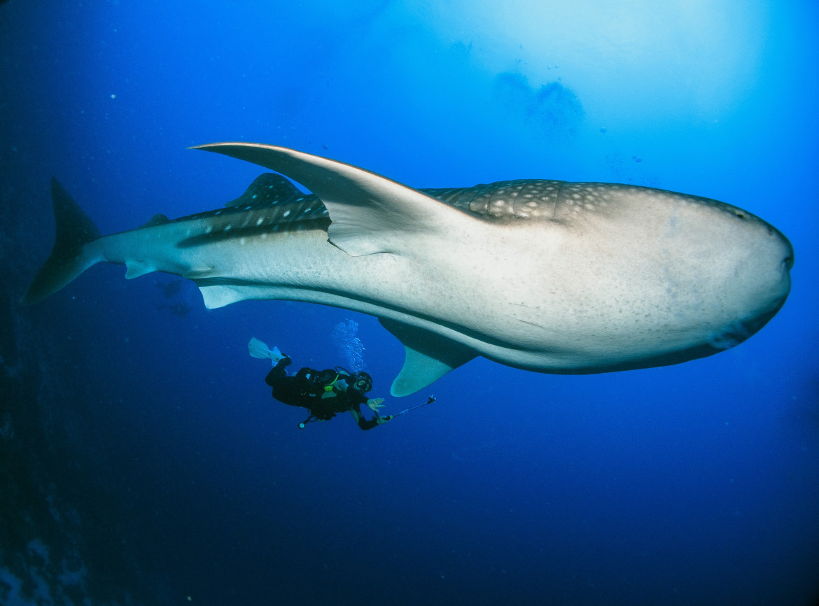 Tiburón ballena. Foto: Unsplash.