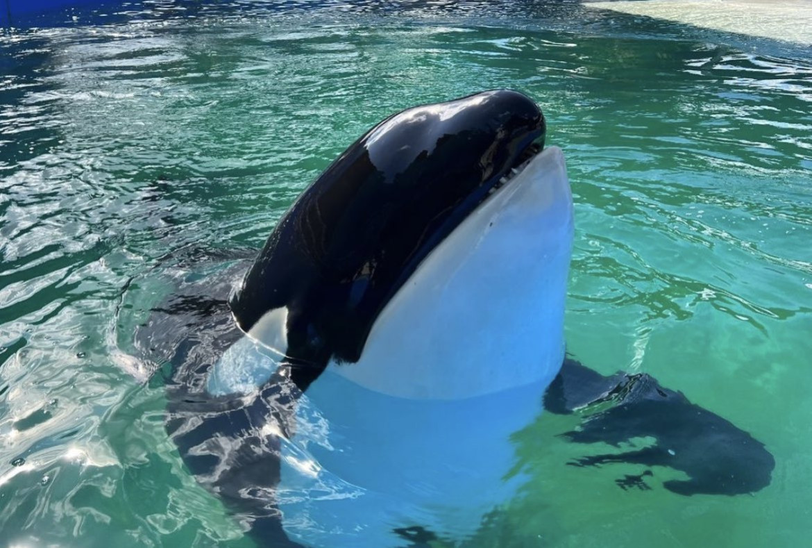 Lolita fue capturada en 1970 y traída en septiembre de ese año al Miami Seaquarium, lugar donde se grabó la famosa serie televisiva "Flipper". Foto Twitter.