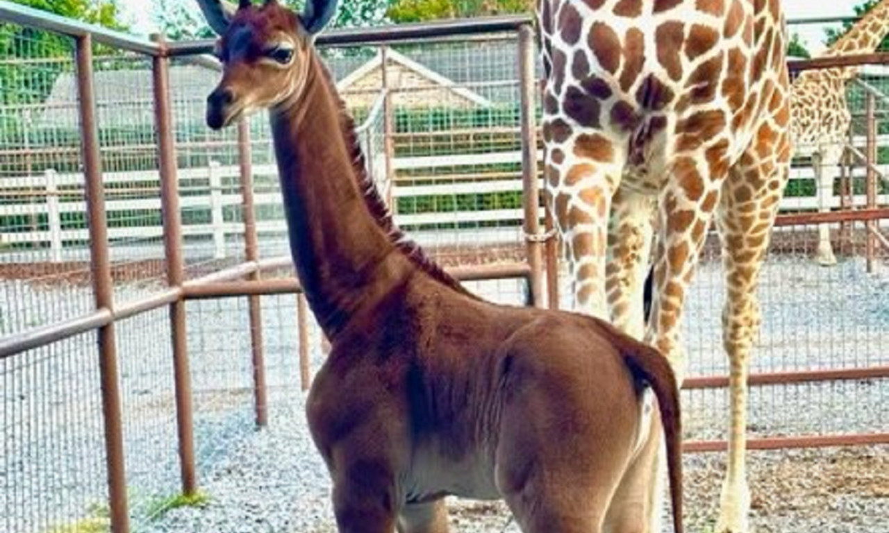 Jirafa nació sin manchas. Foto: Twitter/AlertaMundial2