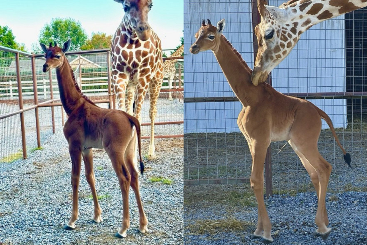 Jirafa nació sin manchas. Foto: Twitter/AlertaMundial2