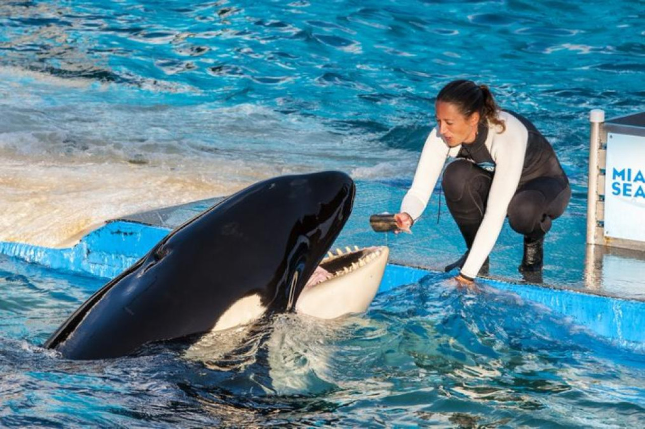 Toki, orca muerta en cautvierio.  Foto: Twitter