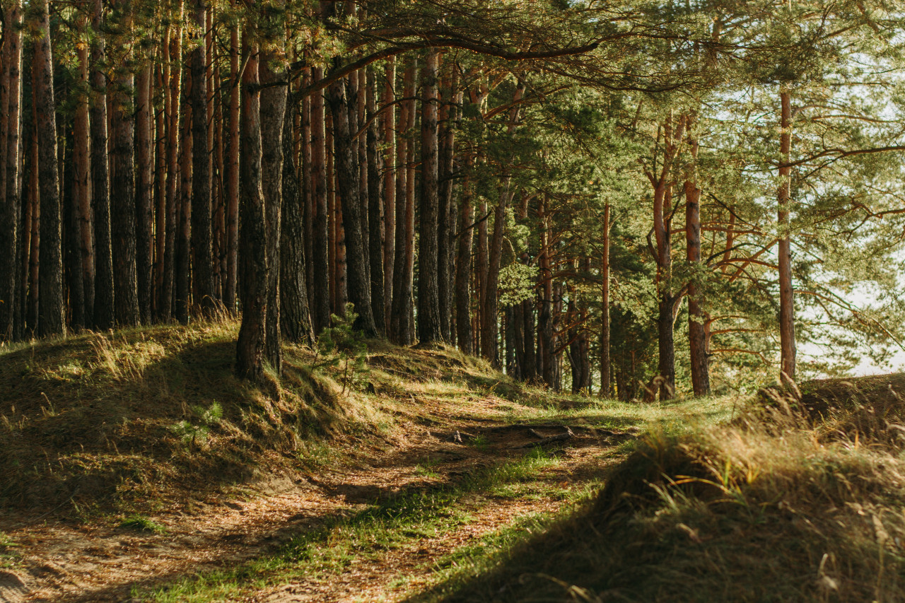 Esta degeneración de las células de las hojas podría ser un factor para la conversión de los bosques tropicales en sabanas. Unsplash.