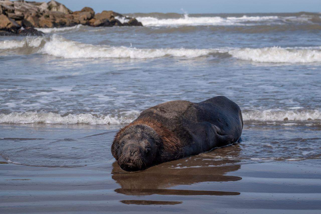 Lobo marino gripe aviar en Mar del Plata. Foto: Telam