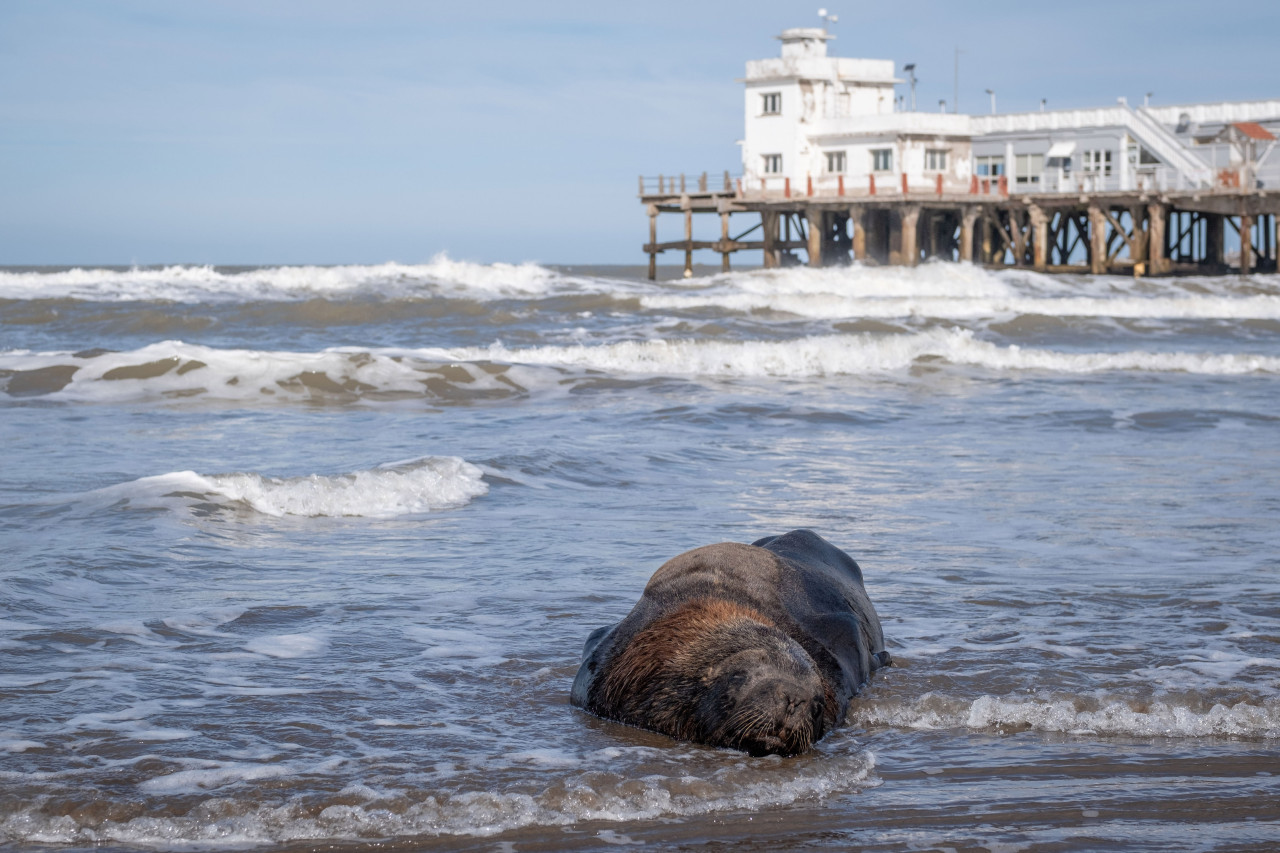 Lobo Marino Mar del Plata. Foto: Telam