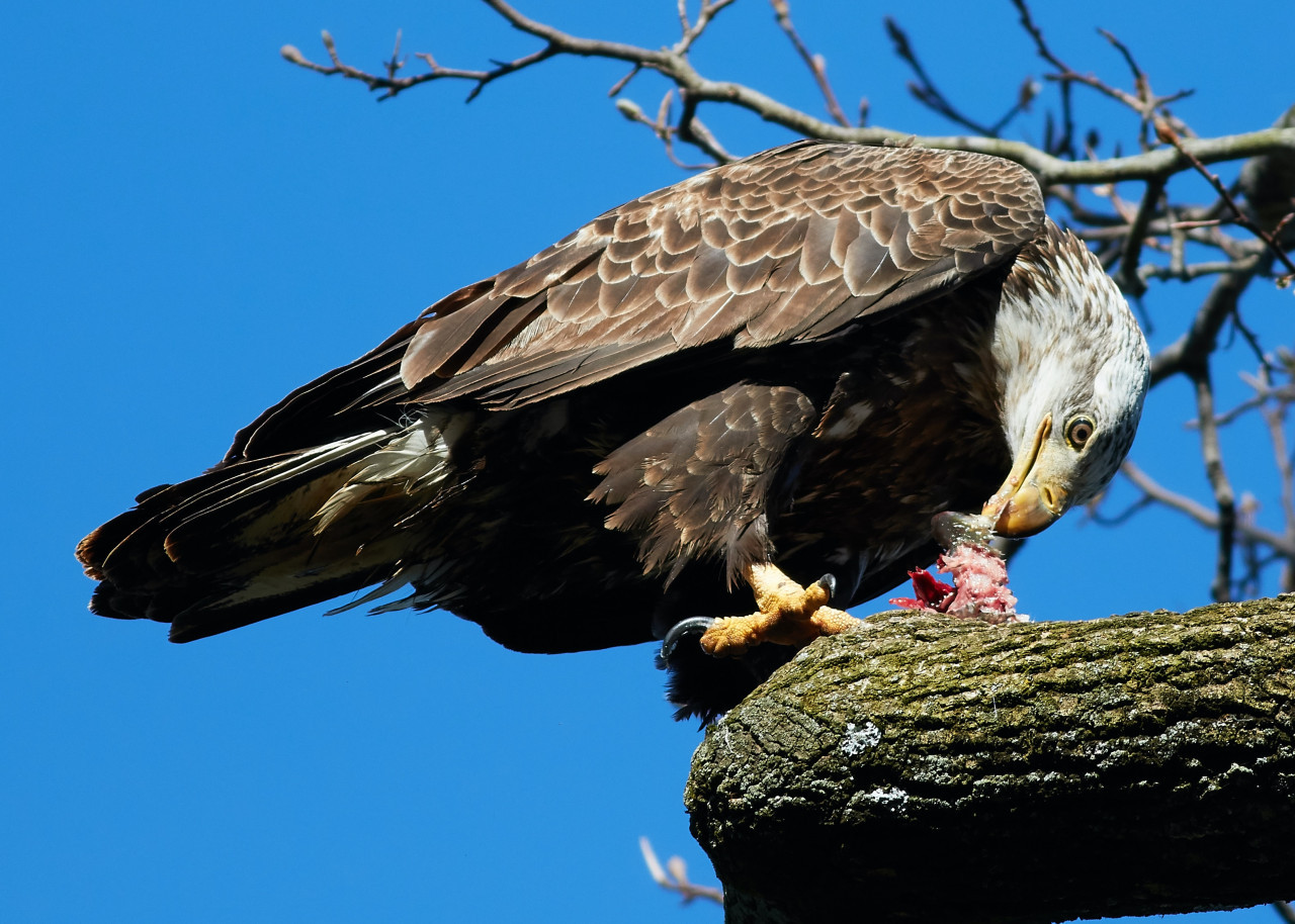 Águila pescadora. Foto: Unsplash.