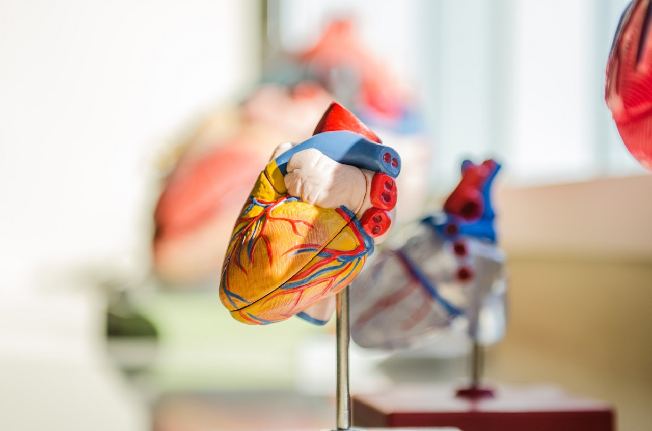 El cuidado cardiovascular también es bueno para el cerebro. Foto: Unsplash.