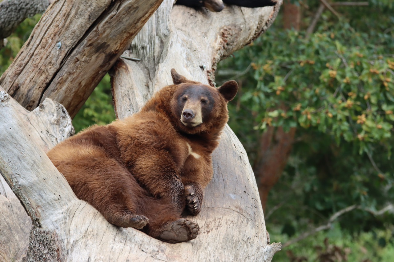 Oso Pardo de España. Foto: Unsplash