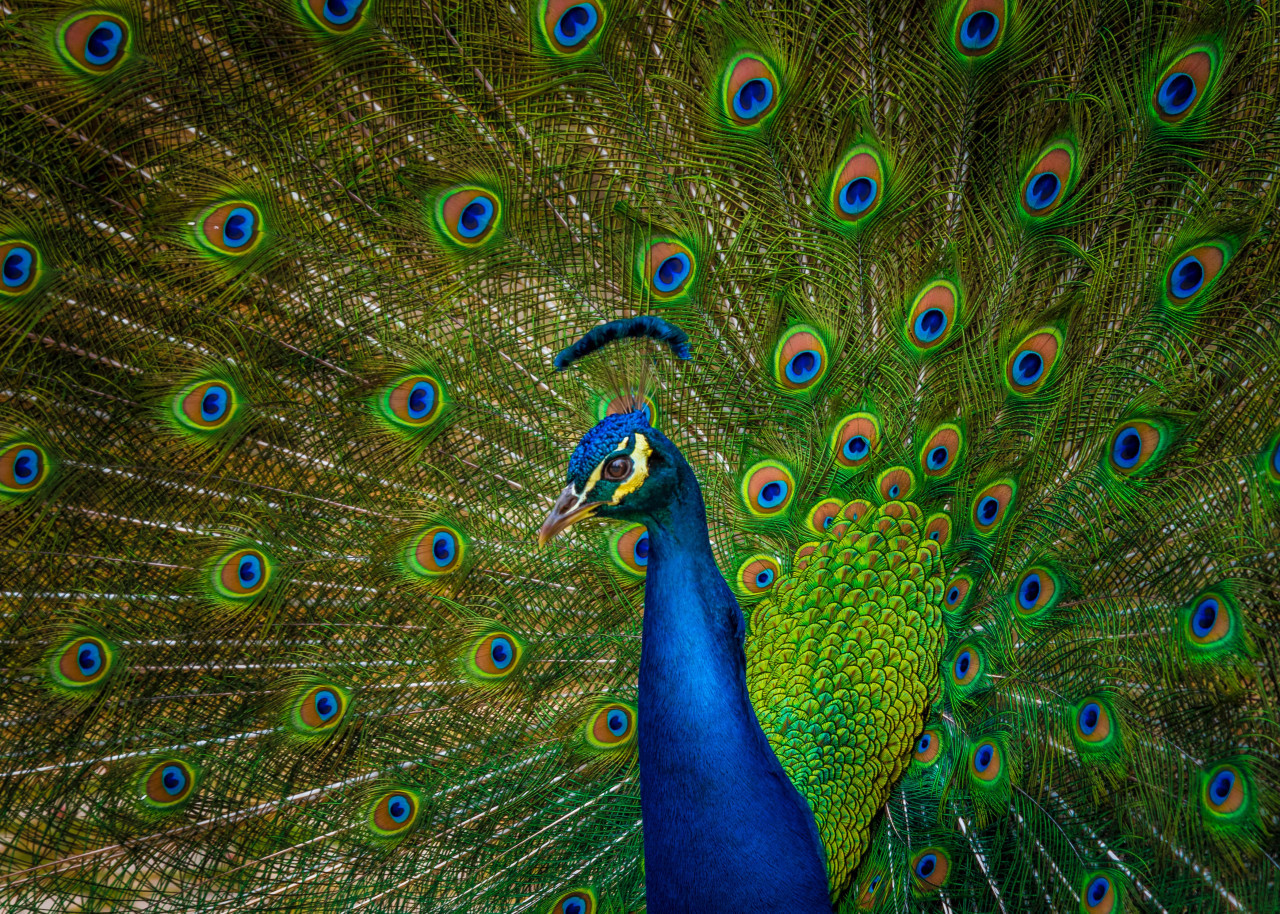 Pavo real. Unsplash.