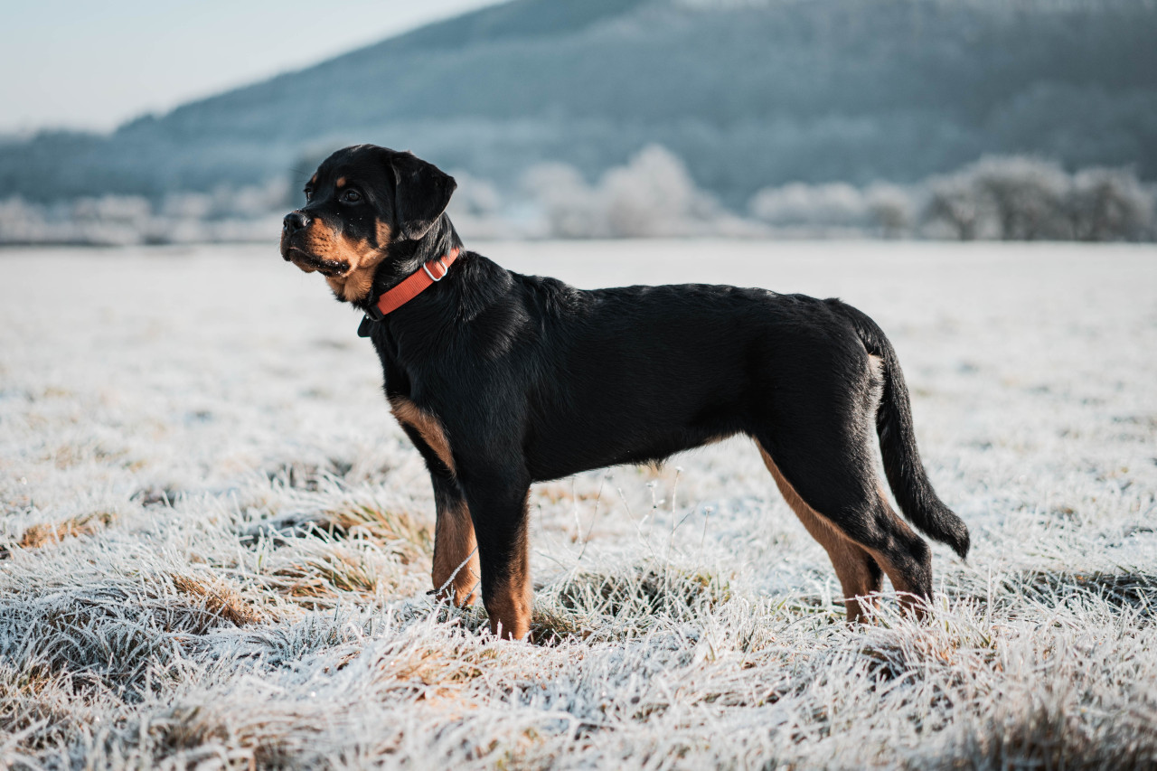 Rottweiler, perro. Foto: Unsplash