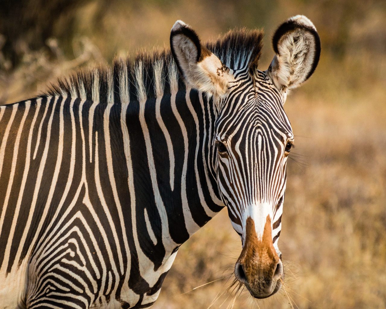 Los animales son amenazados por la industria ganadera que ocupa su hábitat. Foto: Unsplash