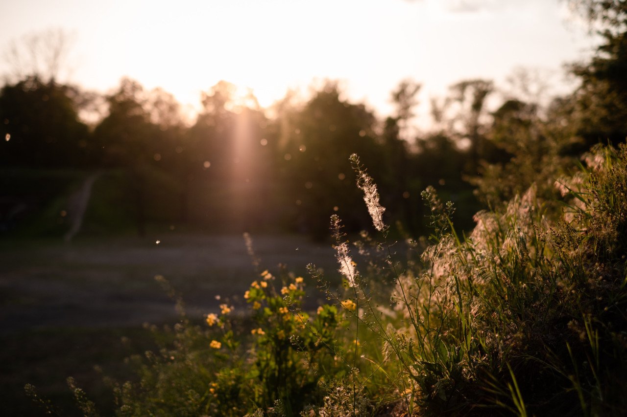 Alergia, primavera. Foto: Unsplash