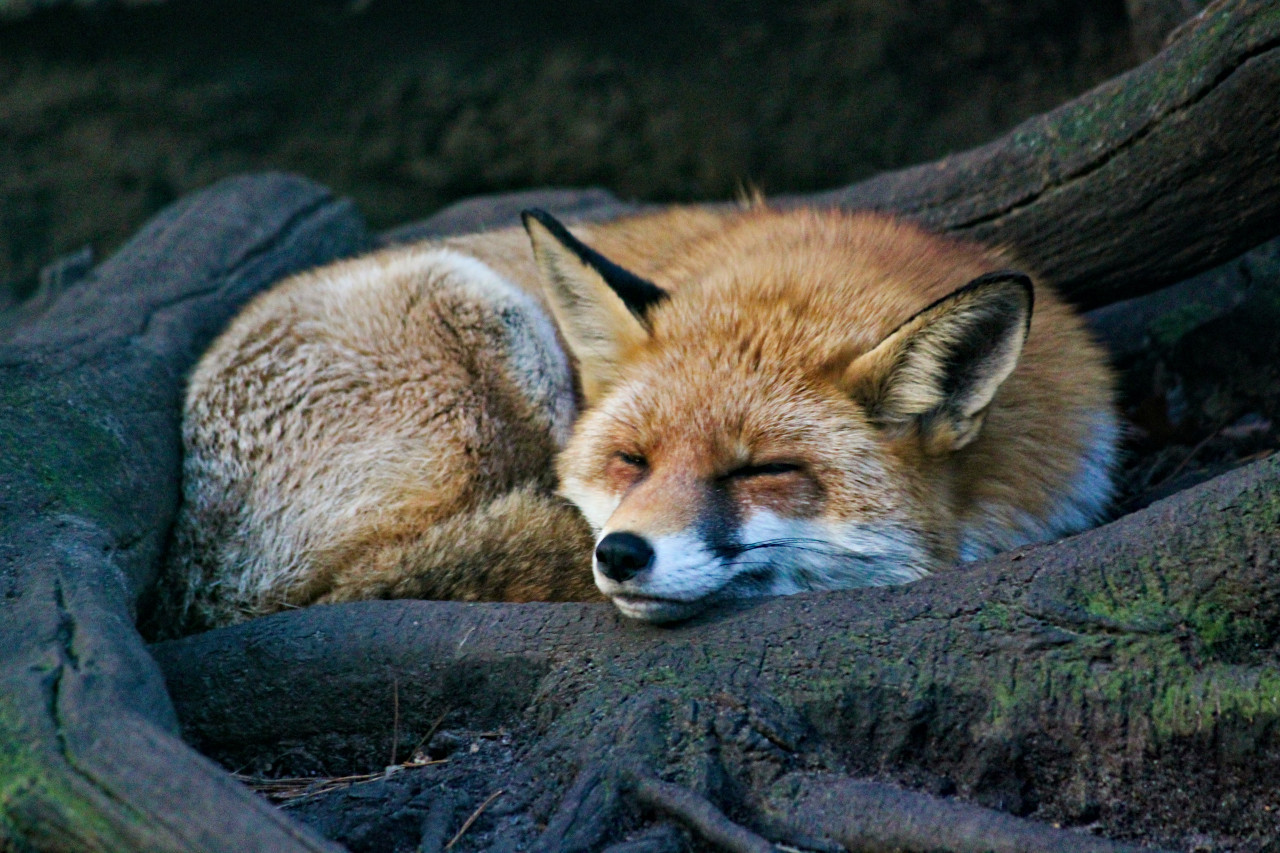 Zorro. Foto: Unsplash