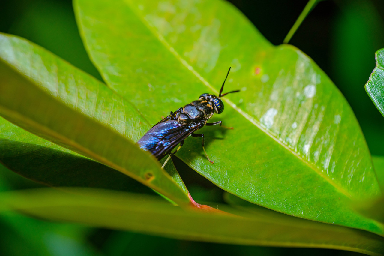 La picadura de la avispa guerrera es extremadamente dolorosa y en humanos puede requerir atención médica. Unsplash.