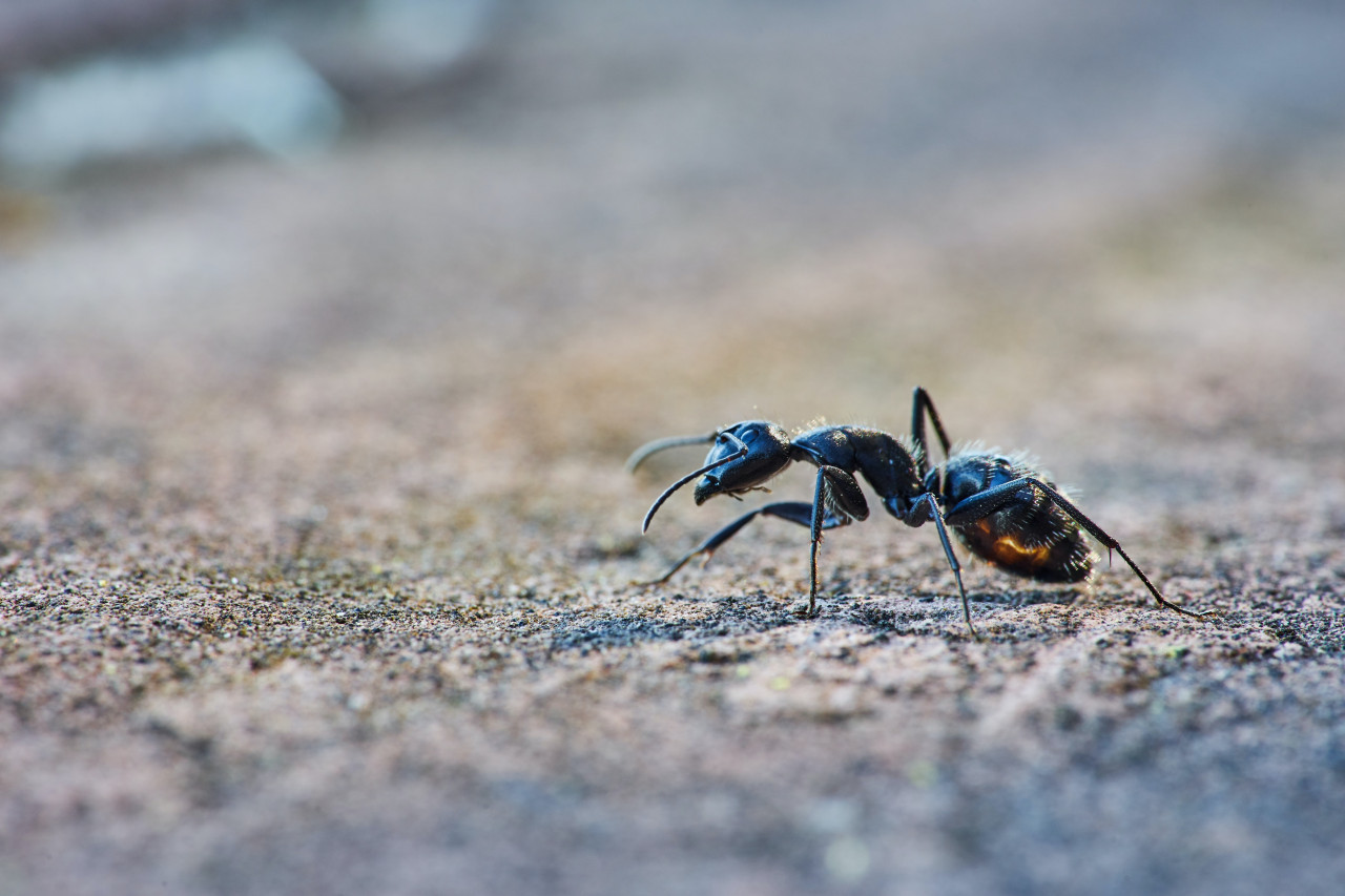 La picadura de la hormiga bala genera un dolor puro, intenso y brillante. Unsplash.