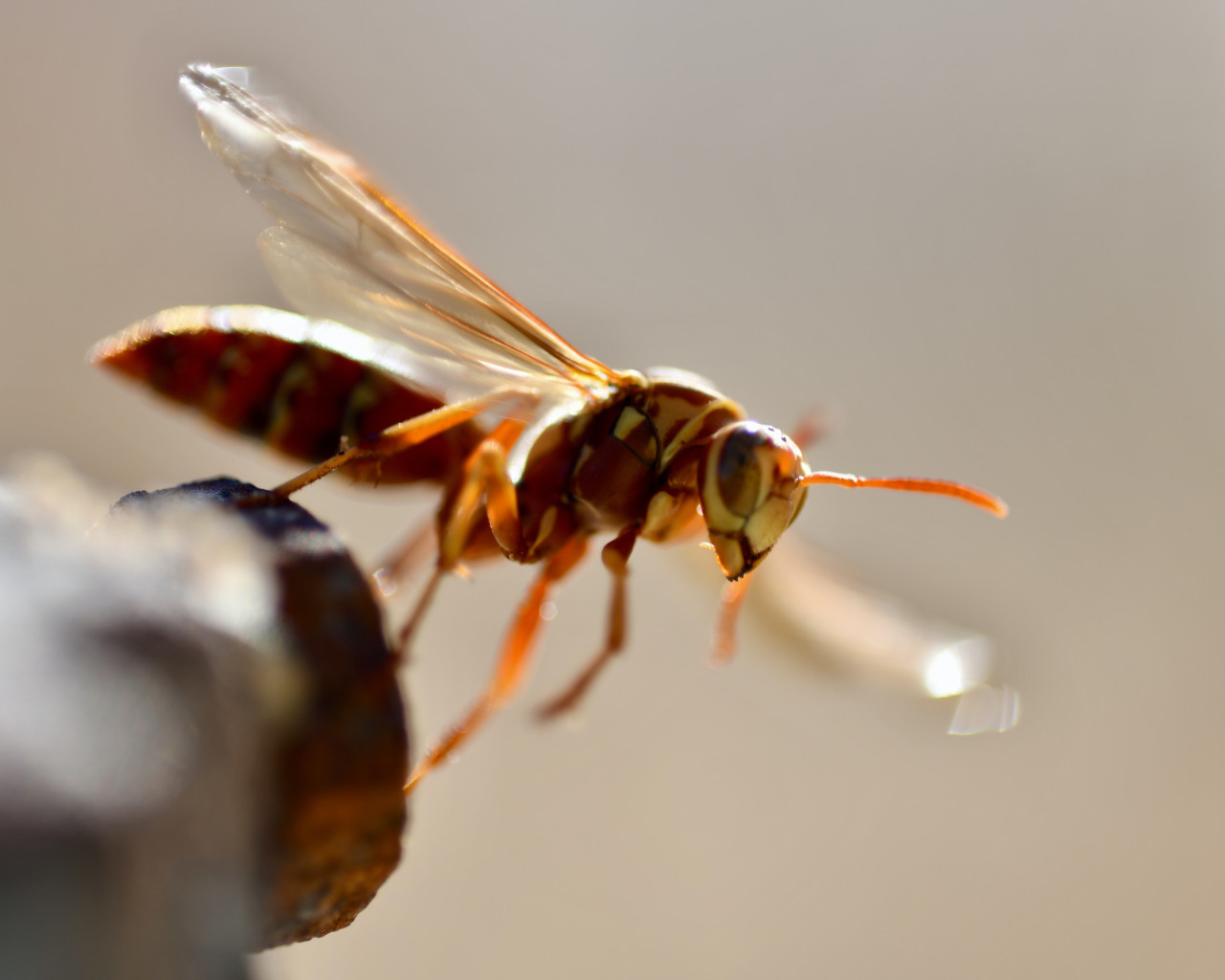 Los himenópteros son un orden de más de 125 000 especies de insectos. Unsplash.