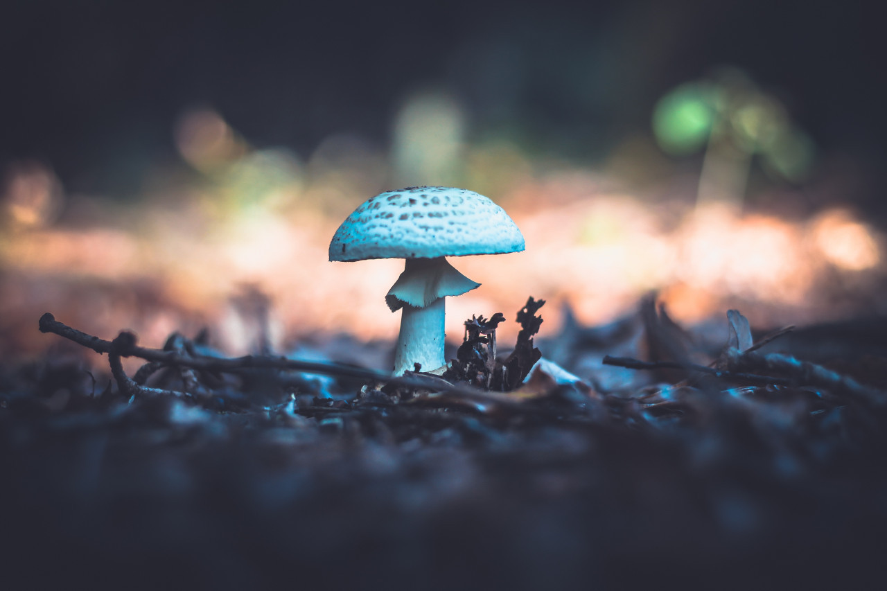 Los hongos de la muerte son conocidos científicamente como Amanita phalloides, Unsplash.