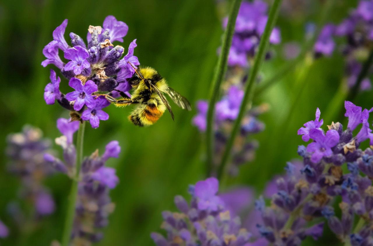 La polinización es vital para la reproducción de las plantas. Unsplash.