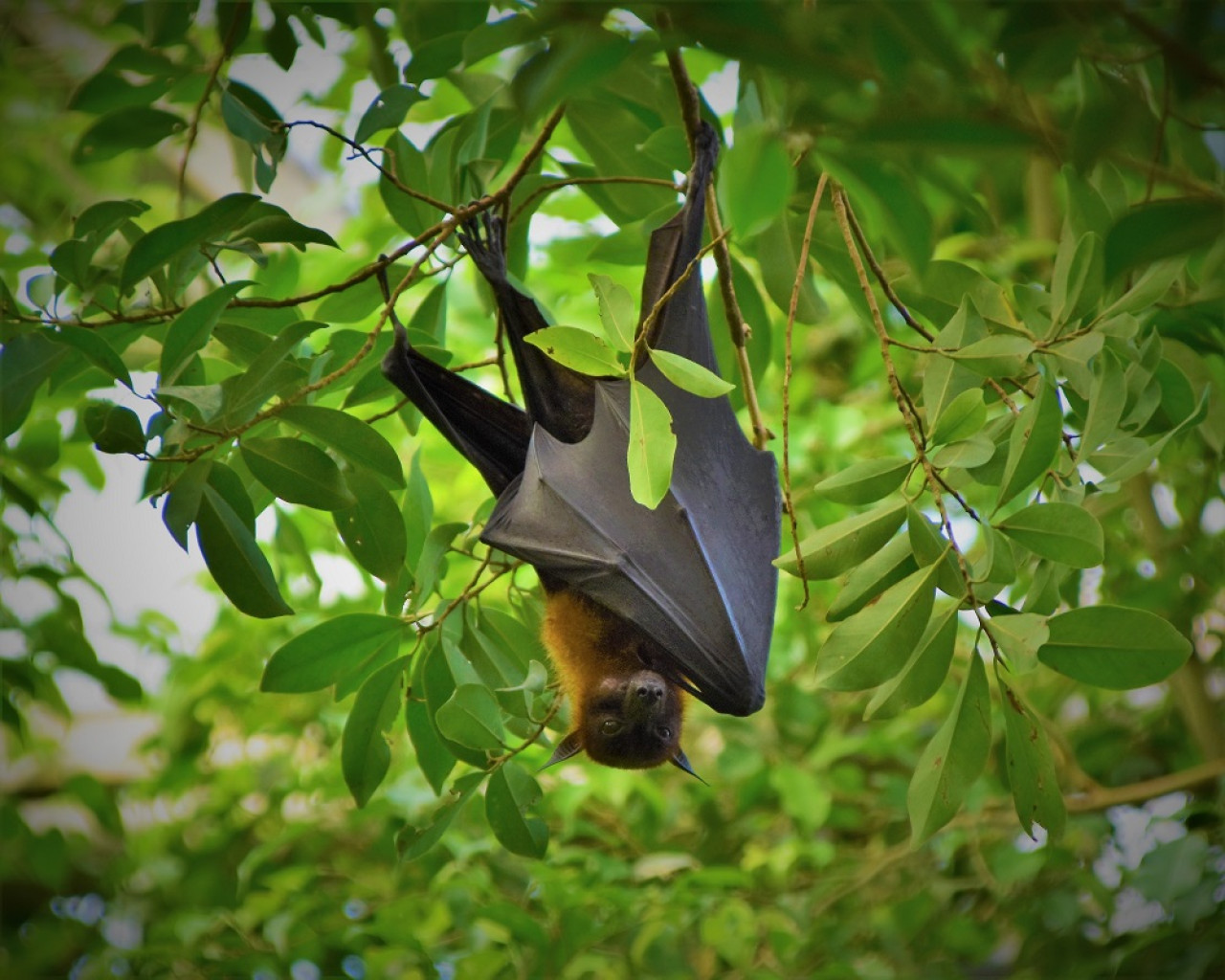 Murciélago. Foto: Unsplash.