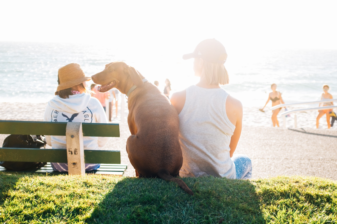 En Alemania, un grupo de personas se auto perciben perros. Foto: Unsplash