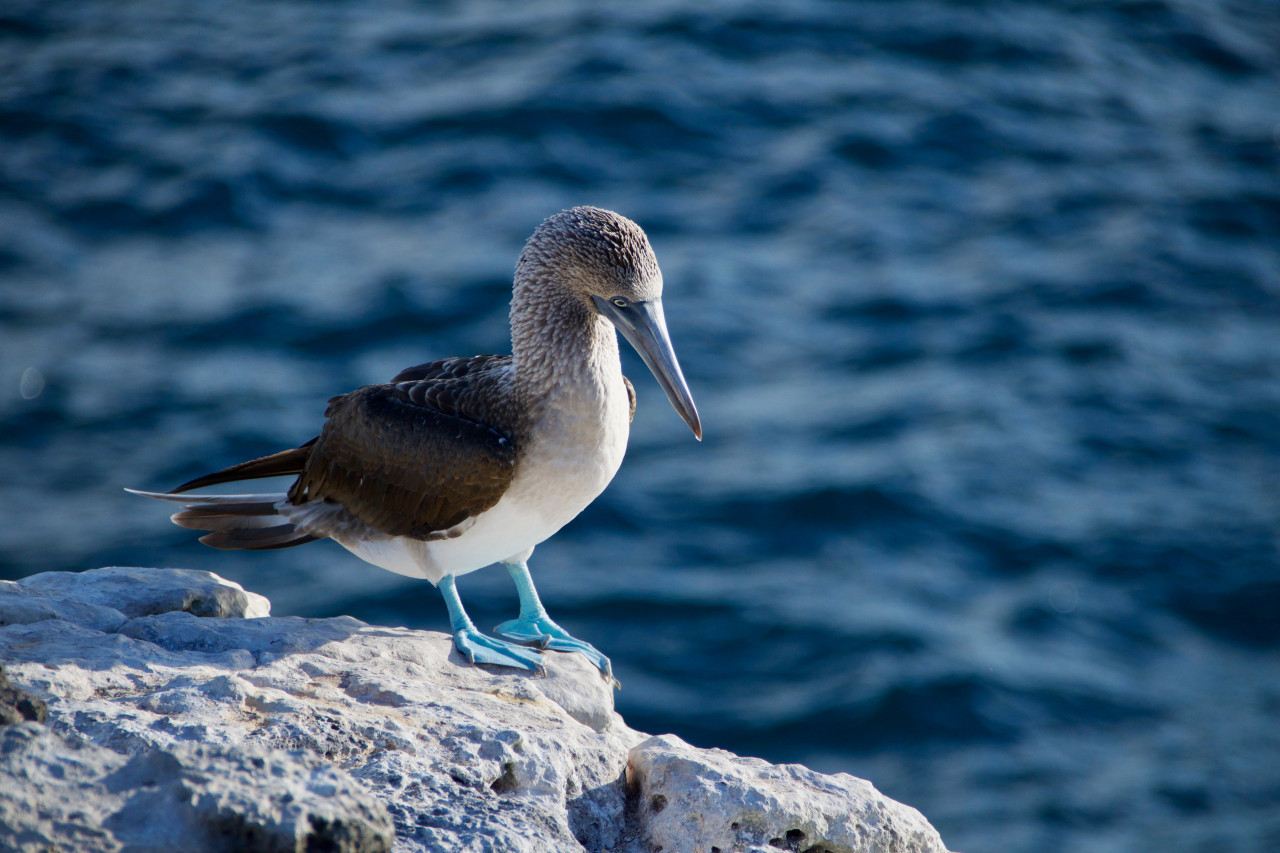 Investigan la presencia de aves enfermas en las islas Galápagos y alertan por posible brote de gripe aviar. Unsplash.