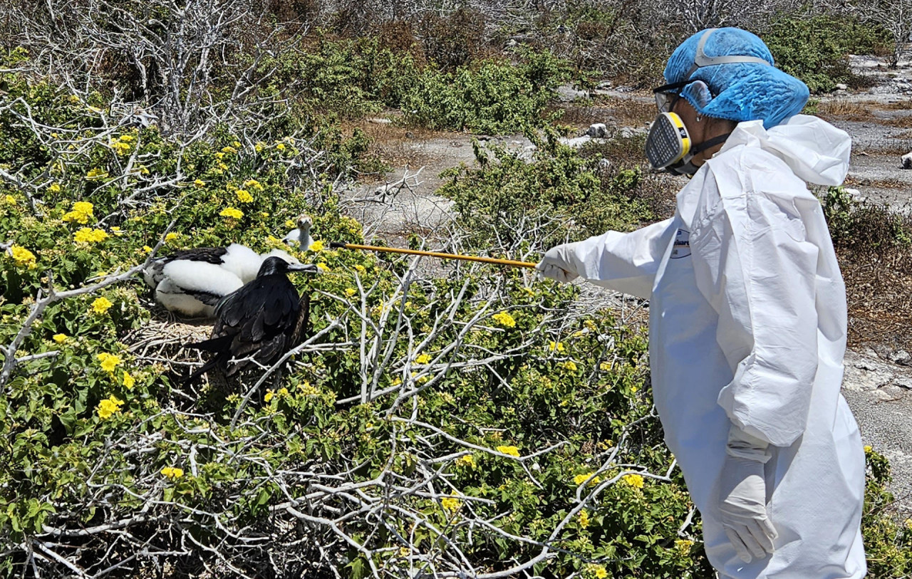 Ecuador reportó gripe aviar en las Islas Galápagos. Foto: EFE