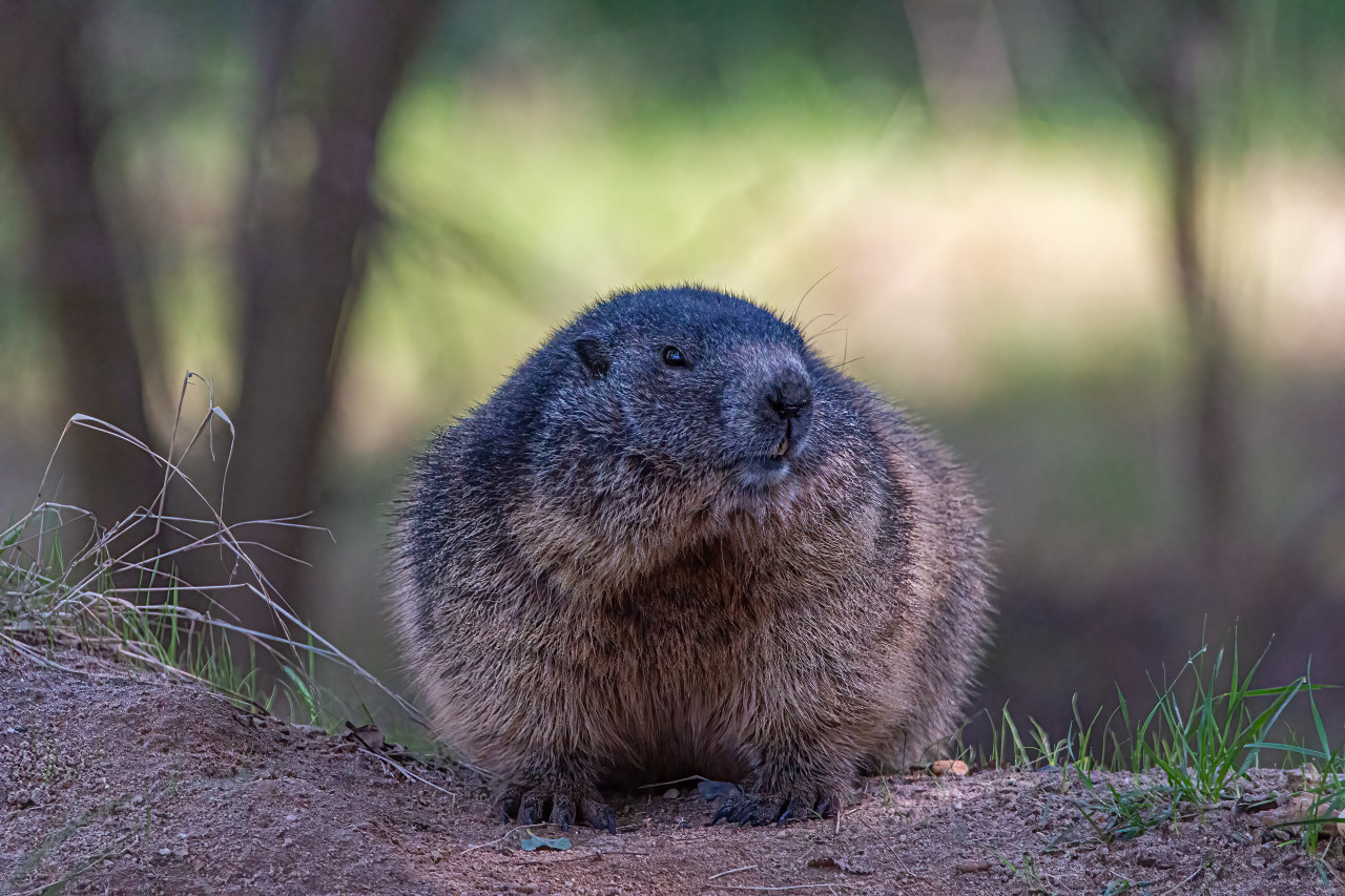 Marmota. Unsplash.