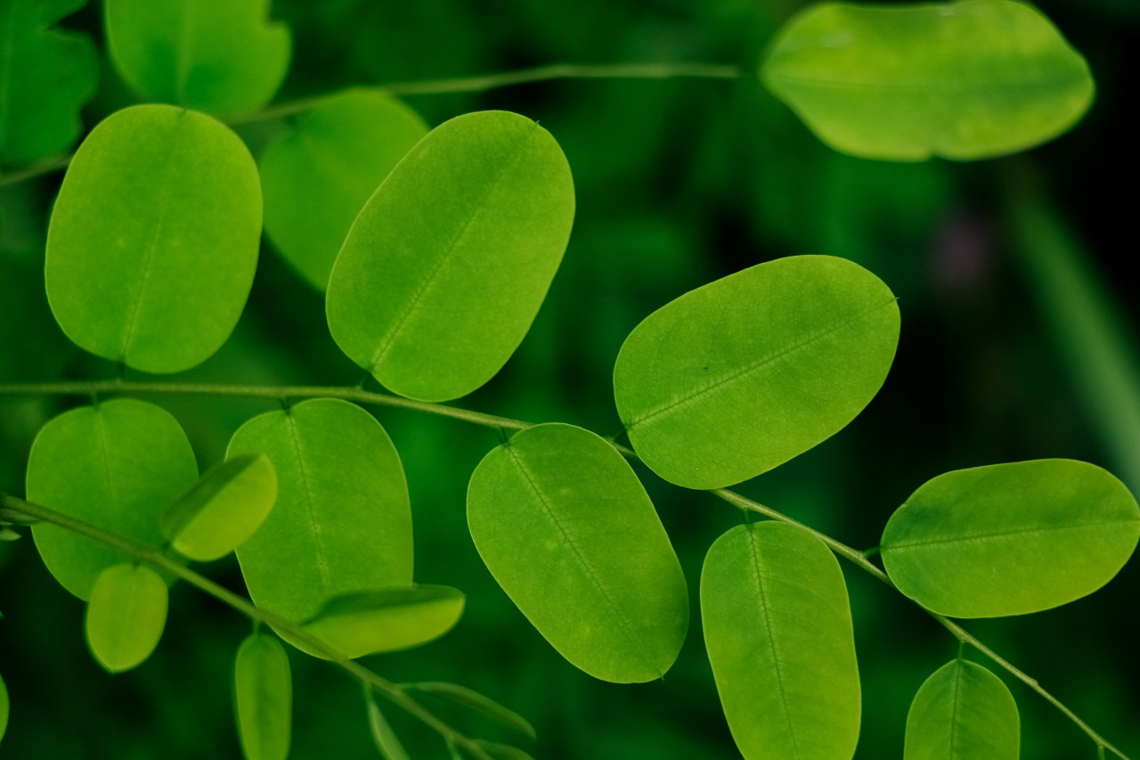 Moringa. Unsplash.