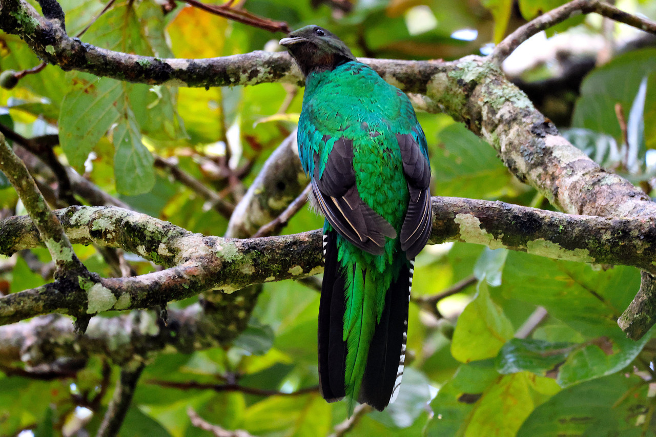 Quetzal. Foto: Unsplash.