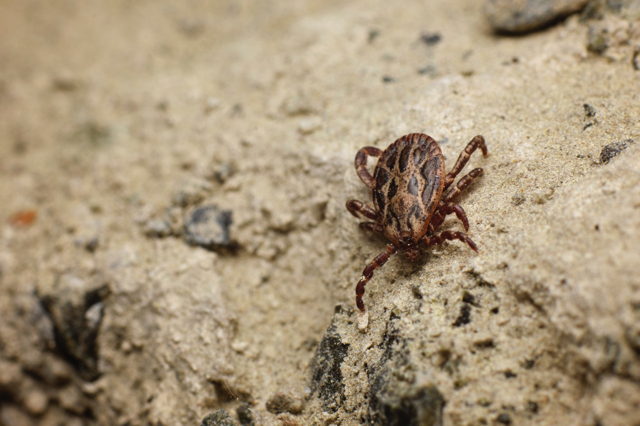 La garrapata, portadora de alfa-gal, te pica y activa tu sistema inmunitario de alergia. Unsplash.