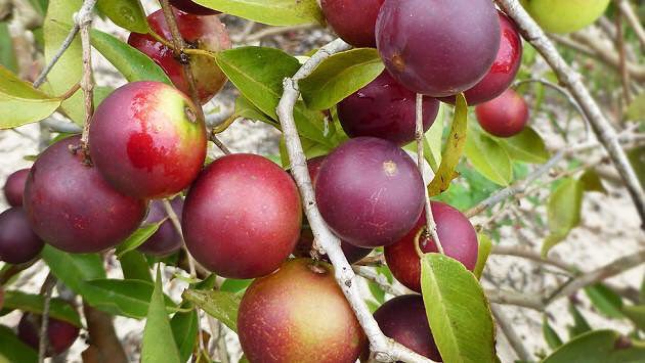 Camu camu, fruta. Foto: Twitter