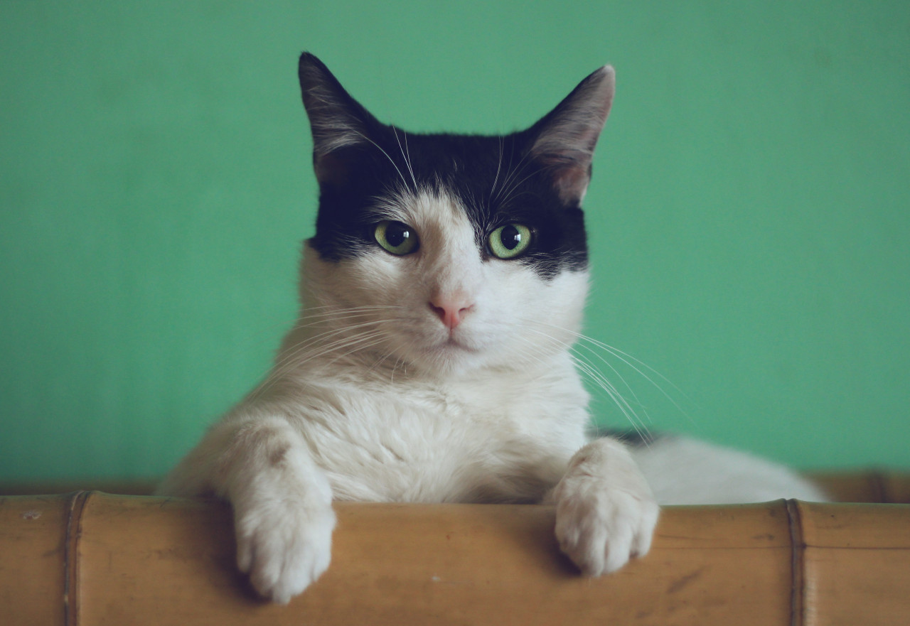 El secreto que puede evitar que un gato rasguñe los muebles del hogar. Foto: Unsplash